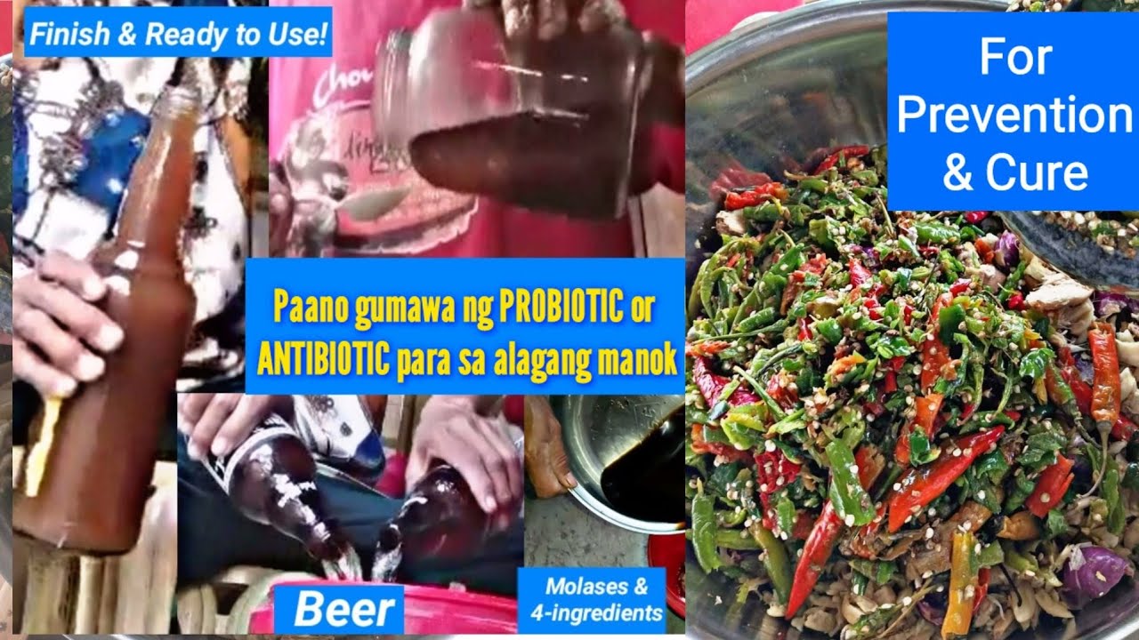 Paano gumawa ng Natural & Organic Probiotics/Antibiotics para sa alagang manok