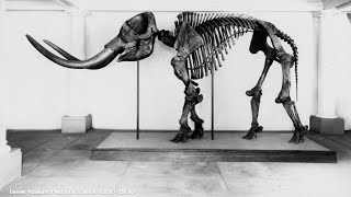 This Day in History: September 29, 1933: Highway workers discover mastodon skeleton south of Garr...