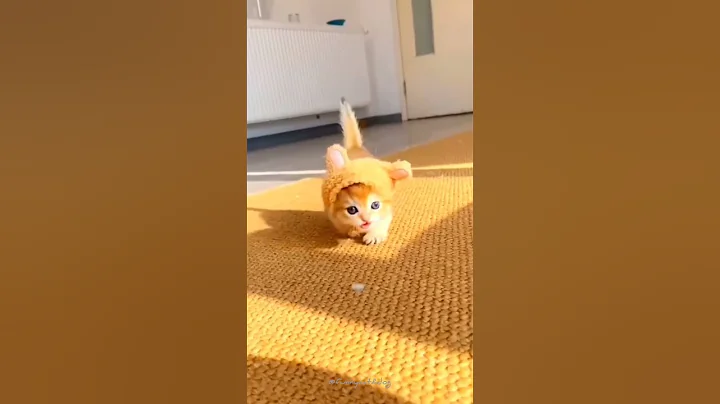 Video 7675431: funnycats funnycatvideos cutecat, pets funnycatvideos funnycats, funny cute cat explore