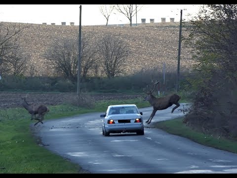 Szarvas vonulás. Deers crossing a road in Hungary