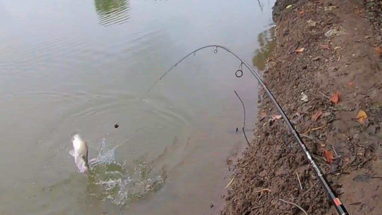 GAK JADI BONCOS ‼️Alhamdulillah ‼️#mancing #fishing #mancingmania 