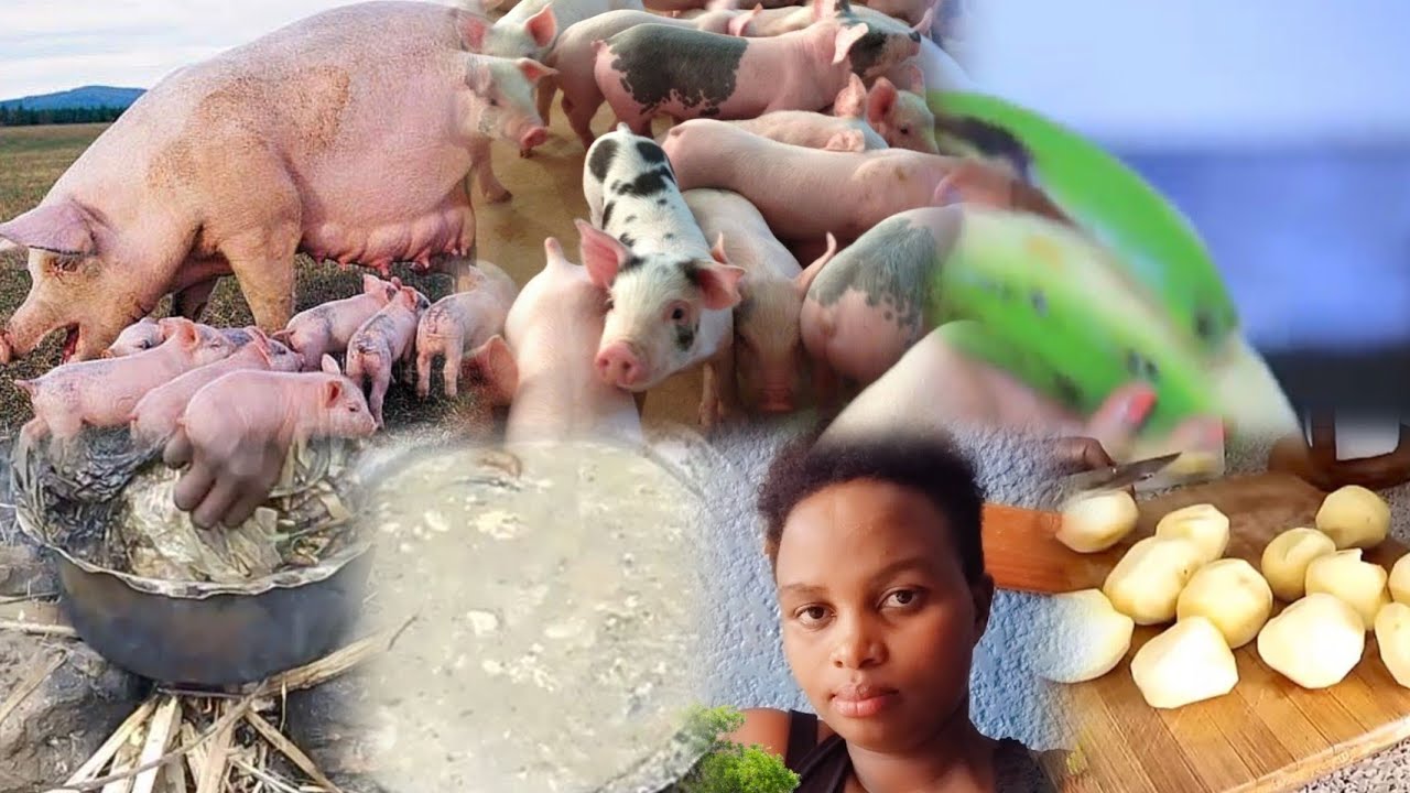 Uhendwa no kubona ibiryo by'ingurube?ikorere ibiryo byazo ukoresheje ibintu 3gusa Kandi bihendutse