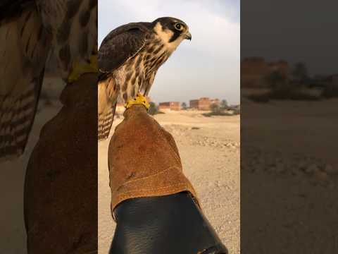 تدريب صقر هوبي او شويهن او جوره الشاهين او جلمه او زريجه له مسميات عديده علي حسب البلدان اكسبلور
