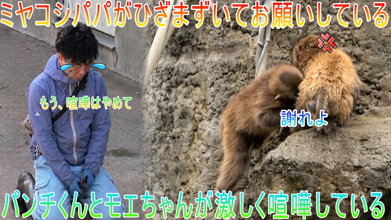 パンチくん】あら大変！ミヤコシパパがひざまずいてお願いしている