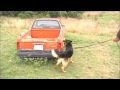 K9 Training Dog “Niko” Practices Drug Detection | Custom Canine Unlimited K9 Training Dog “Niko” Practices Drug Detection | Custom Canine Unlimited