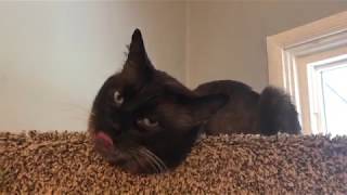 MICHAEL 4 1/2 yo Applehead Siamese Neutered Male