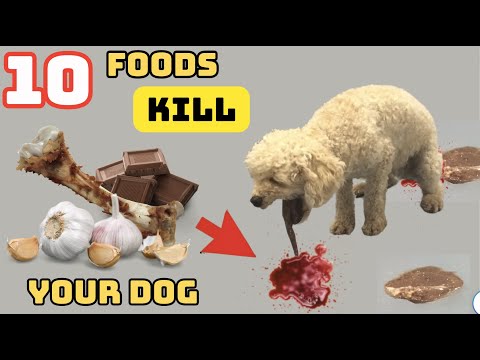 TOP 10 Common Foods That Will Kill Your Dog