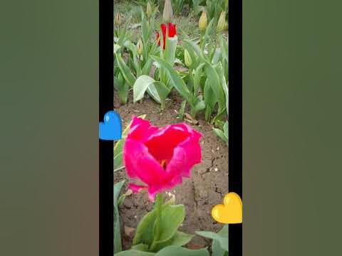 #Германия#беженцы#дусельдорф#полятюльпанов#самообслуживание - YouTube