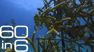 The race to save Florida’s coral reefs
