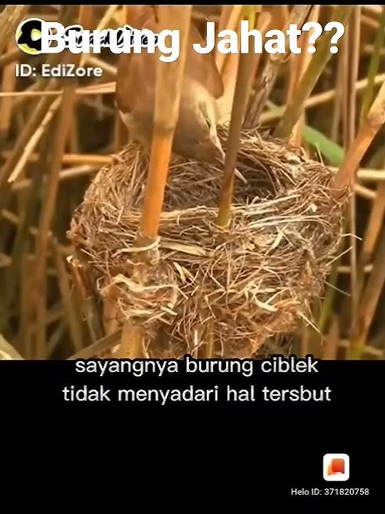 Musuh dalam selimut #video #videos #viral #burung