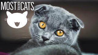 CATFLÏX: Top 10 Cat Breeds That Will Steal Your Heart | #part1 | 2024 |