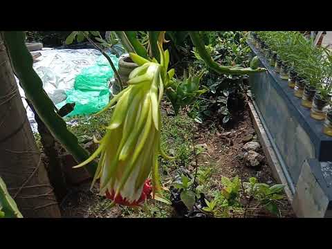 cara menanam buah naga sampai panen || how to plant the dried dragon