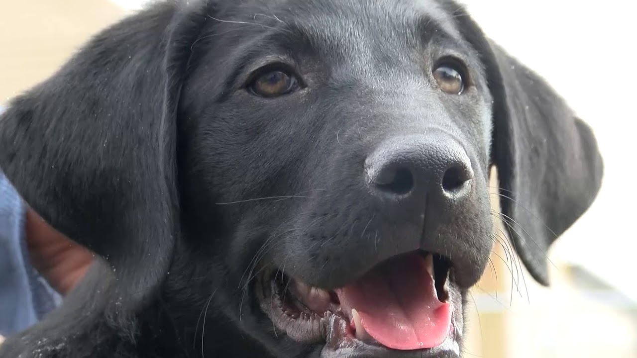 Local rescue serves as last option for dogs who have nowhere to go