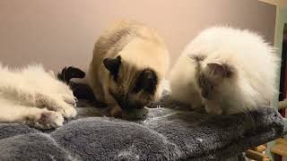 Luna,Mila  \u0026 Ellie katzenminze  #cats4fun72 #Birma #cat  #siam #cute 