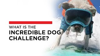 Learn About All of the Events at the Incredible Dog Challenge by Purina 86 views 3 days ago 2 minutes, 34 seconds