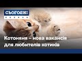 Няня для котиків: у Києві відкрили незвичайну вакансію