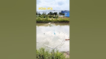 Quăng chài bắt cá rô phi #chài #lưới #cá