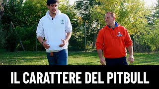 E' pericoloso il Pitbull ?