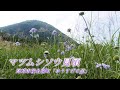 マツムシソウ見頃 高崎市榛名湖町「ゆうすげの道」
