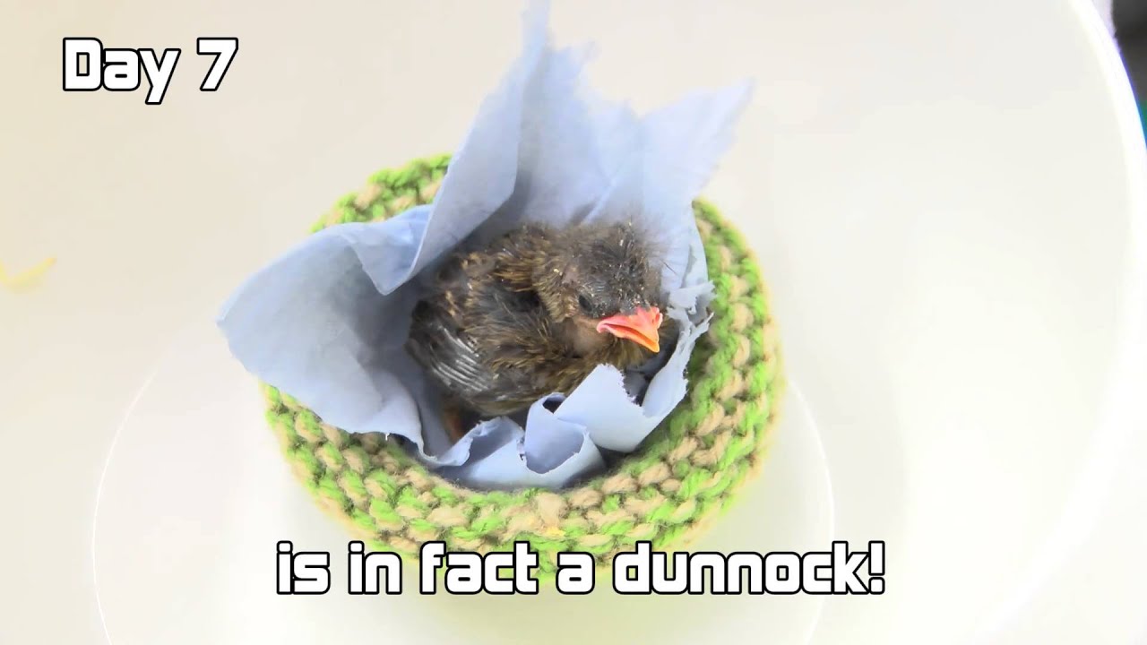 wildlife sos facebook Day 7 - Robin is a Dunnock!