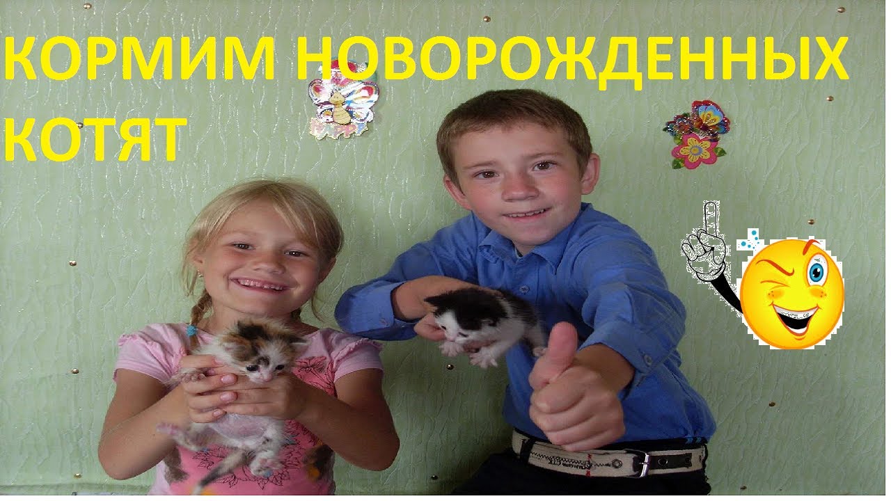 Наши питомцы!новорожденный кормление . Our pets! Tiny kittens. - YouTube