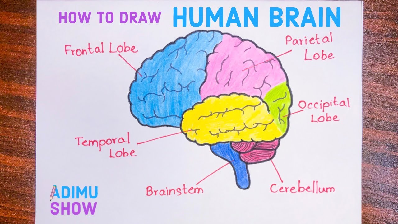 brain coloring page labeled