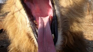 * LION * | Animals For Kids | All Things Animal TV