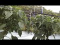 【ピーマン】収量激減!梅雨時期に怖い黒枯病対策