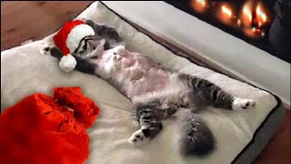 Talking Cats Christmas Eve Song Version by I'm kitting! 7,250 views 2 years ago 3 minutes, 31 seconds