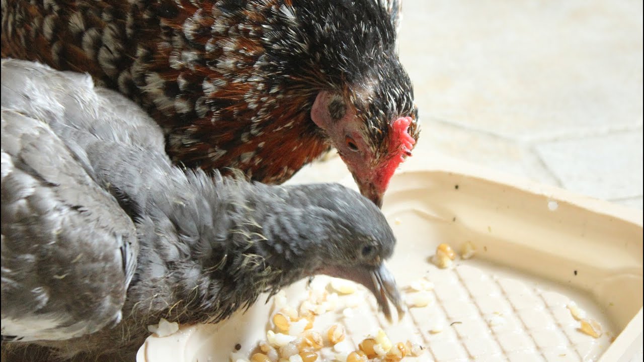 Mother Hen Teaches Rescued Baby Pigeon To Eat Paloma Torcaz Rescatada 3 mother-hen-teaches-rescued-baby-pigeon-to-eat-paloma-torcaz-rescatada-3