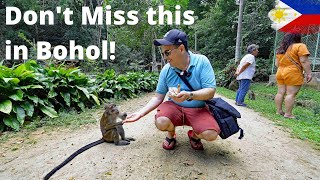 This is EPIC! Feeding the Wild Monkeys in Bohol Philippines