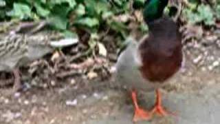 Mallard II
