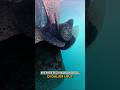 Orang Ini Membersihkan Kapal Di Dalam Laut