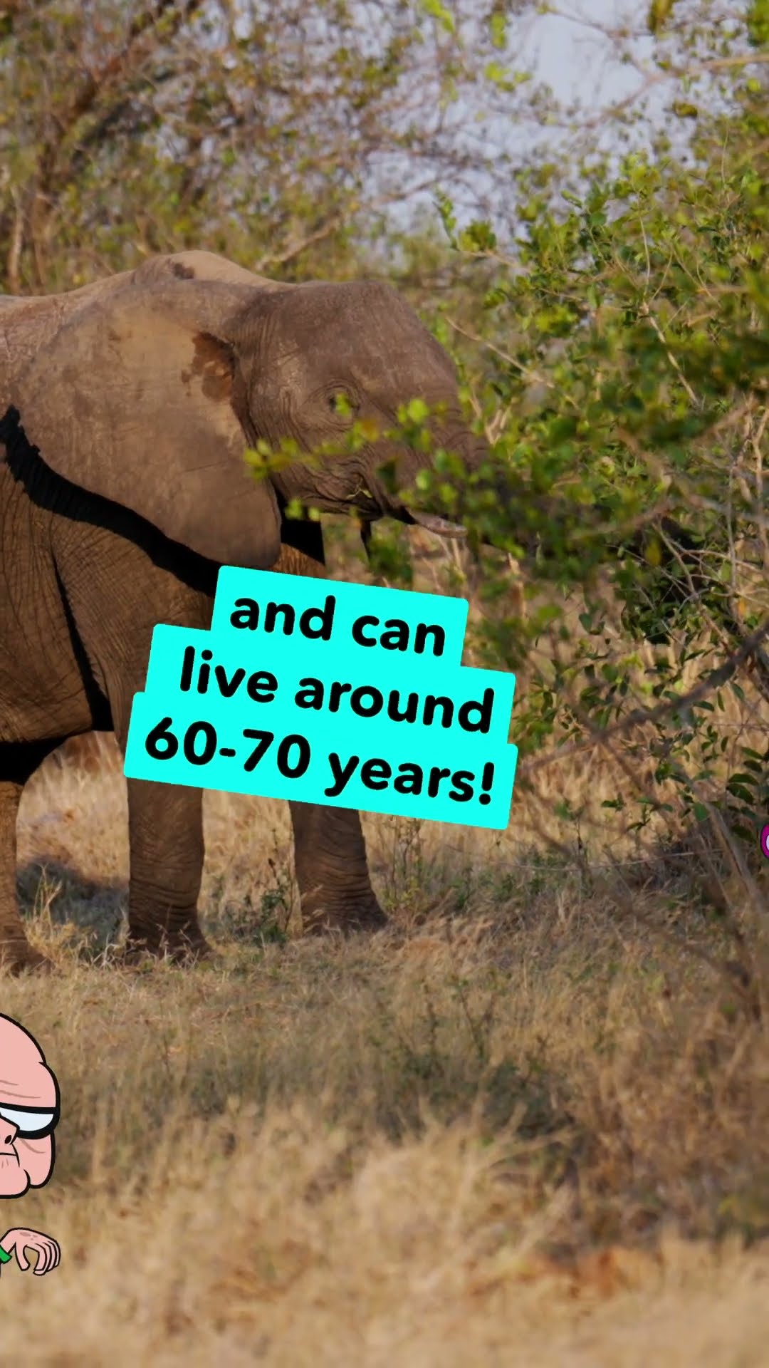 WOW: The Largest Land Animal | Climate Champions | Cartoon Network UK | #shorts #Wildlife