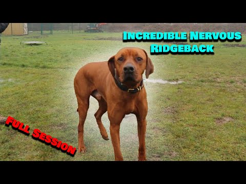 Incredibly Nervous Ridgeback - Dog Reactive and Confidence Building | Pro Trainer Tips