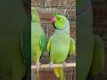 papa talking papa bolane wala parrot video #papa #talkingparrot #youtubeshorts #shortsfeed #video