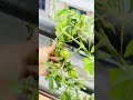 Grow Juicy Tomatoes at Home | Balcony Gardening 🍅’#music #diy #trendingshorts#trending