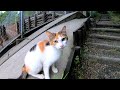 子猫を産んで間もない三毛母猫が「ついて来て」と言うので行ってみたら😺
