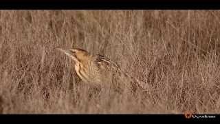 Balaban - Great Bittern