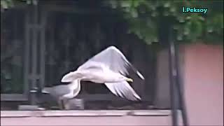 Gelsen Ne Olur / Güfte : Asil Devrim / Beste Yorum : Mustafa Kabak