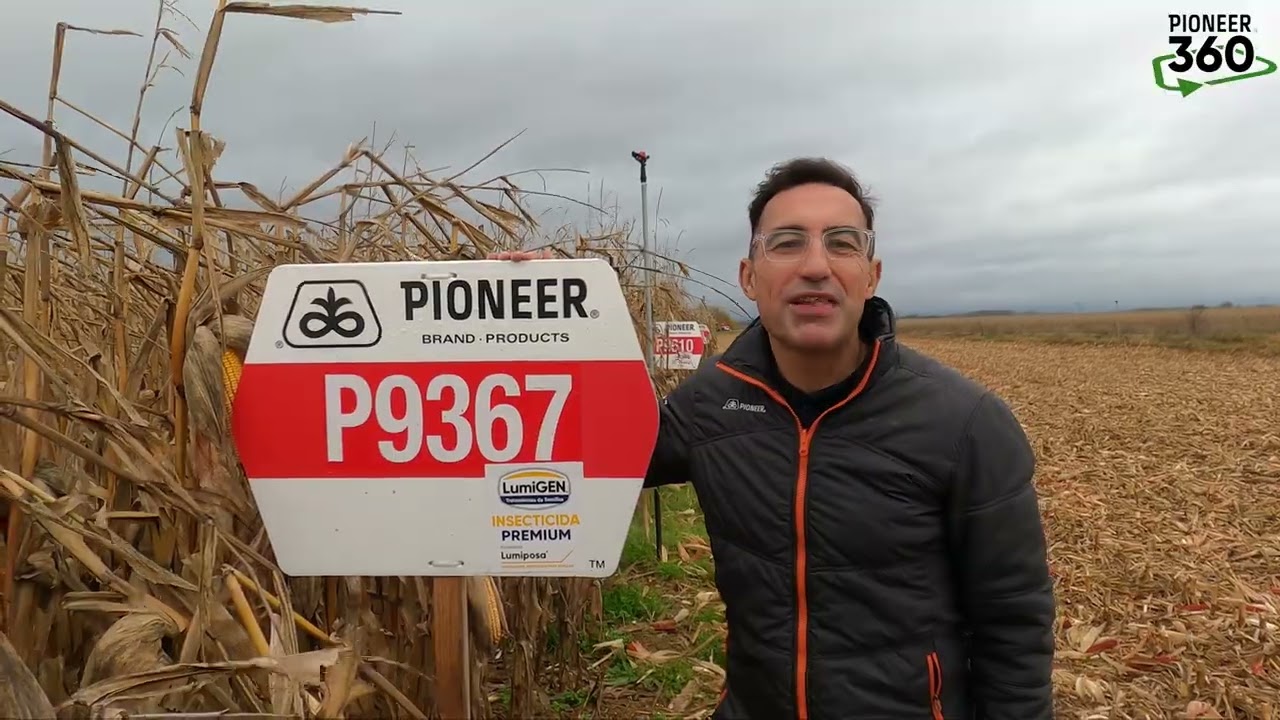 Cosecha de ensayo de maíz en Cabreros del Río (León)