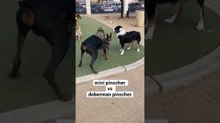 mini pinscher vs doberman pinscher #shorts #dogs