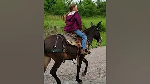Wagon Train 5/4/2018