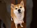 催促もお返事も全部うん #柴犬 #shibainu #dog #返事する犬