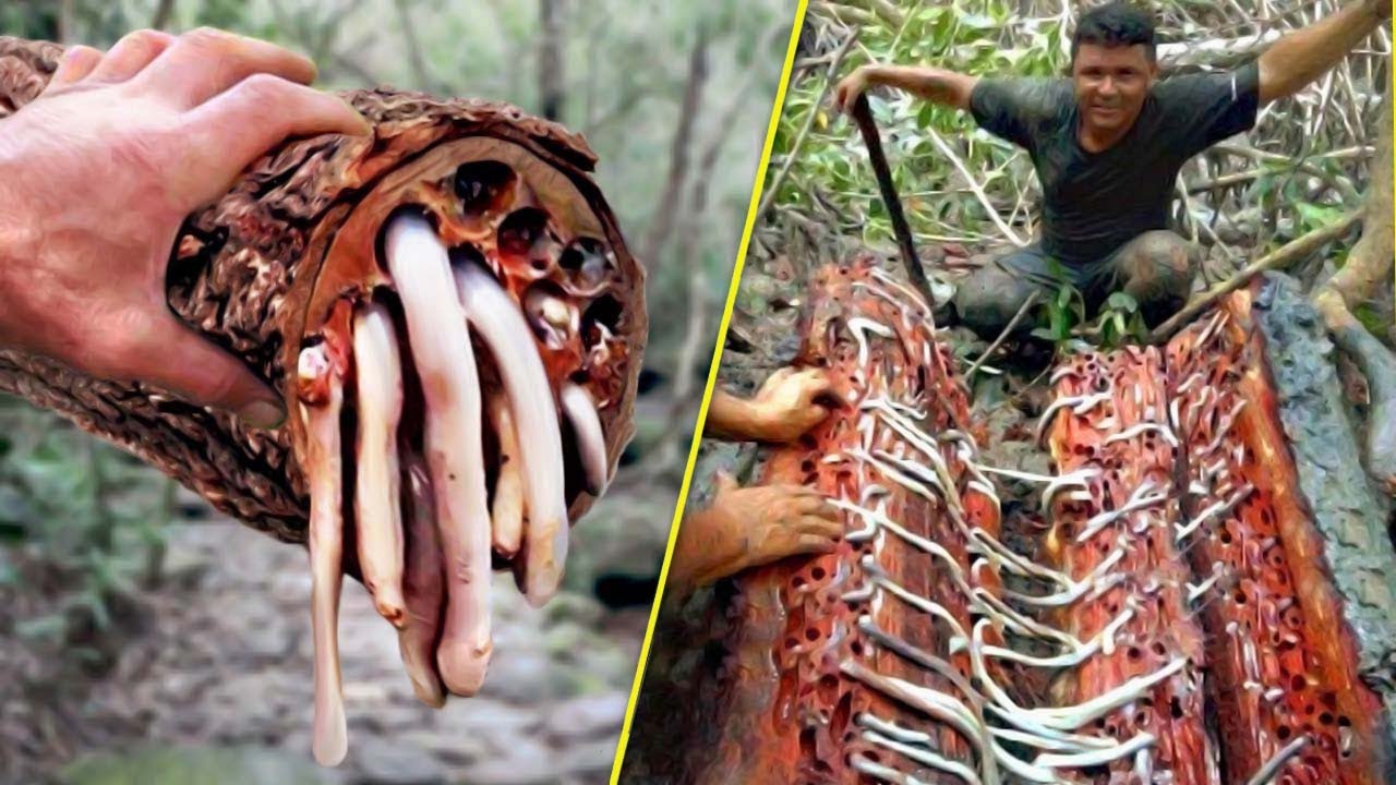 10 من أخطر الأشجار لا يجب عليك أن تلمسها أبدا