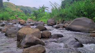 Peaceful Forest River Ambient Sound for Studying, Reading & Relaxation