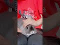 【パニック寸前】暴れるうさぎを落ち着かせてみた　ブラッシング方法　#shorts #うさぎ #rabbit