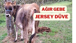 AĞIR GEBE JERSEY DÜVE