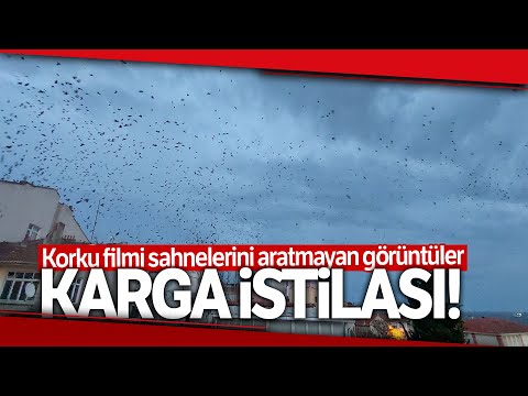 Korku Filmi Gibi.. Tekirdağ'da Karga İstilası