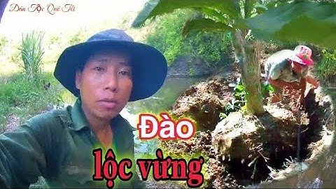 #dantocquetoi #Pham Pham Đi Tìm Và Đào Lộc Vừng Cây Cảnh Đẹp Cuộc Sống Vùng Cao - Dân Tộc Quê Tôi